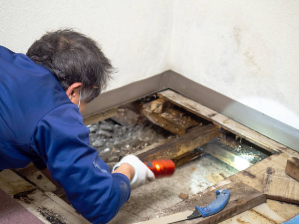 Best Mold Damage Repair  in Bolinas, CA