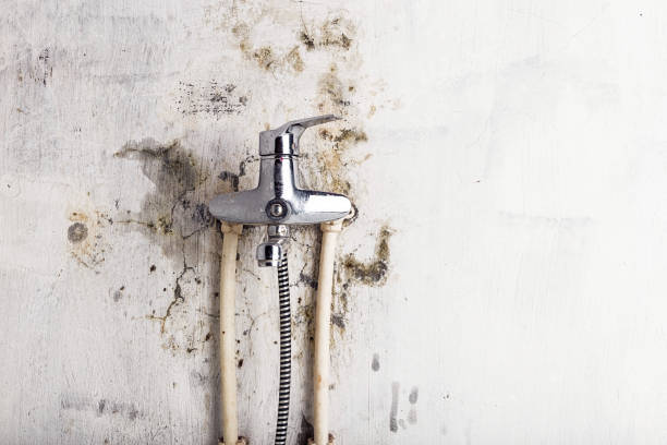 Certified Mold Removal in Bolinas, CA
