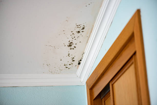 Best Commercial Mold Removal  in Bolinas, CA