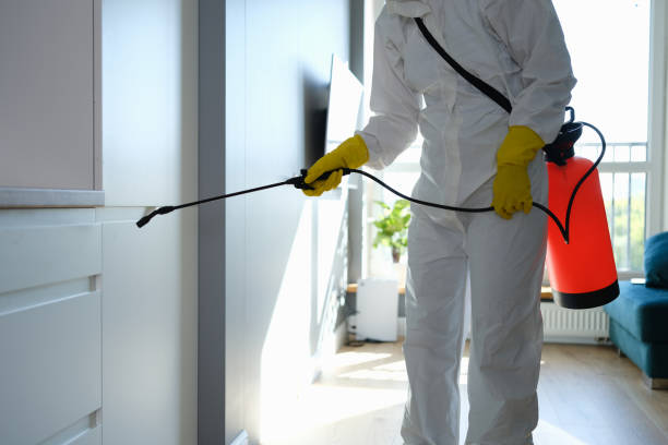Mold Removal and Inspection in Bolinas, CA