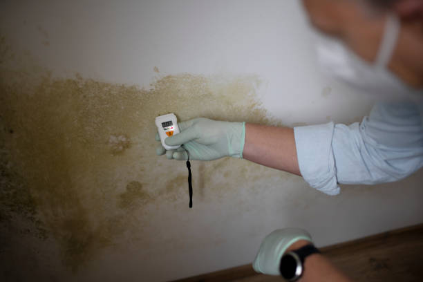 Best Mold Remediation  in Bolinas, CA