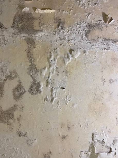Trusted Bolinas, CA Mold Removal Experts