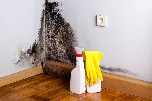 Best Toxic Mold Removal  in Bolinas, CA