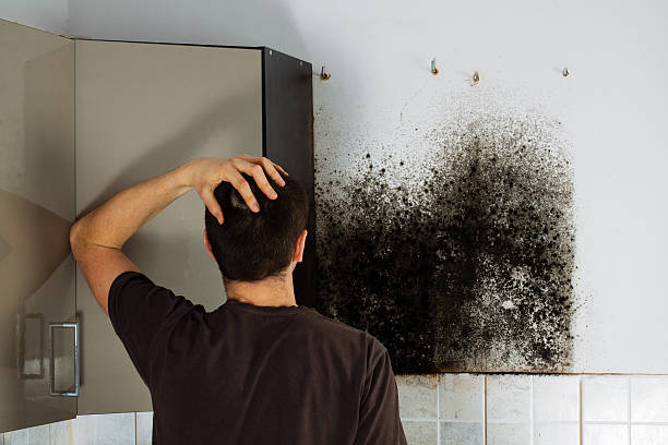 Best Commercial Mold Removal  in Bolinas, CA