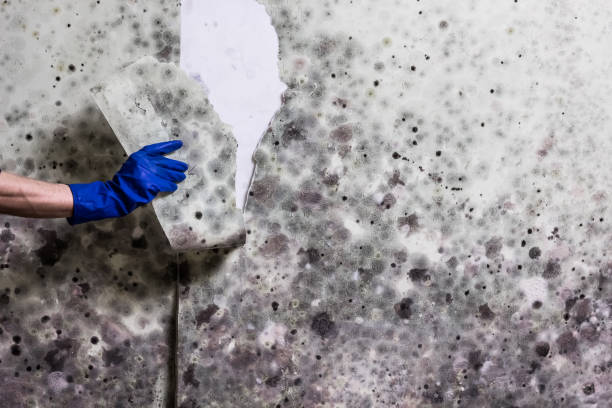 Best Home Mold Removal  in Bolinas, CA