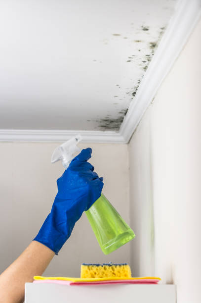 Best Residential Mold Removal  in Bolinas, CA
