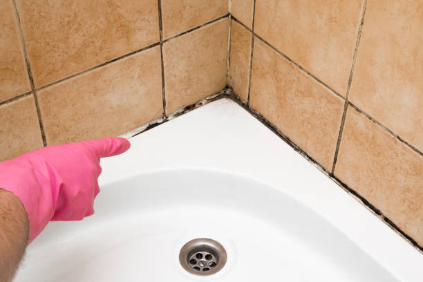 Best Mold Testing  in Bolinas, CA